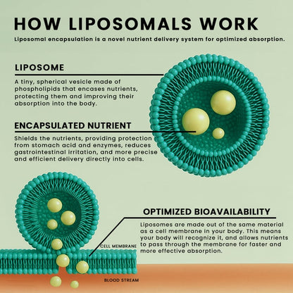 Manna Vitamins Evolved Liposomal Liquid Curcumin for Advanced Absorption Best Turmeric Supplement for Daily Joint & Immune Health Support - Vegan, Non-GMO, 95% Curcuminoids